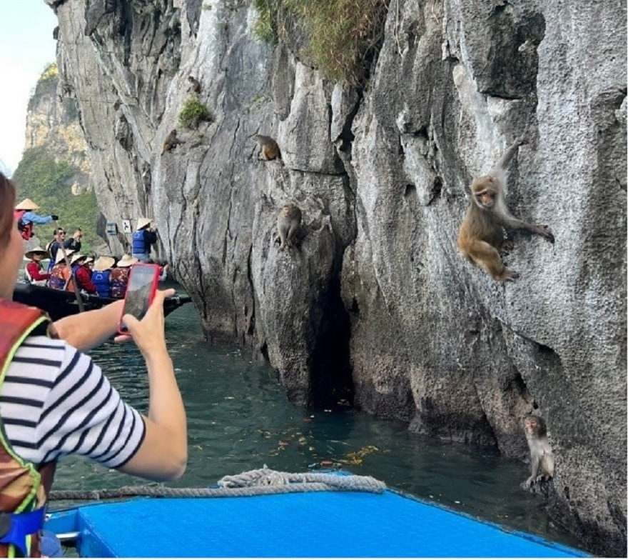 Golden monkey (Mulatta macaque) at Luon cave